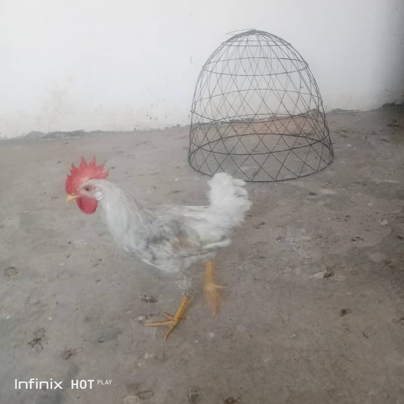 مرغ اور مرغی 0