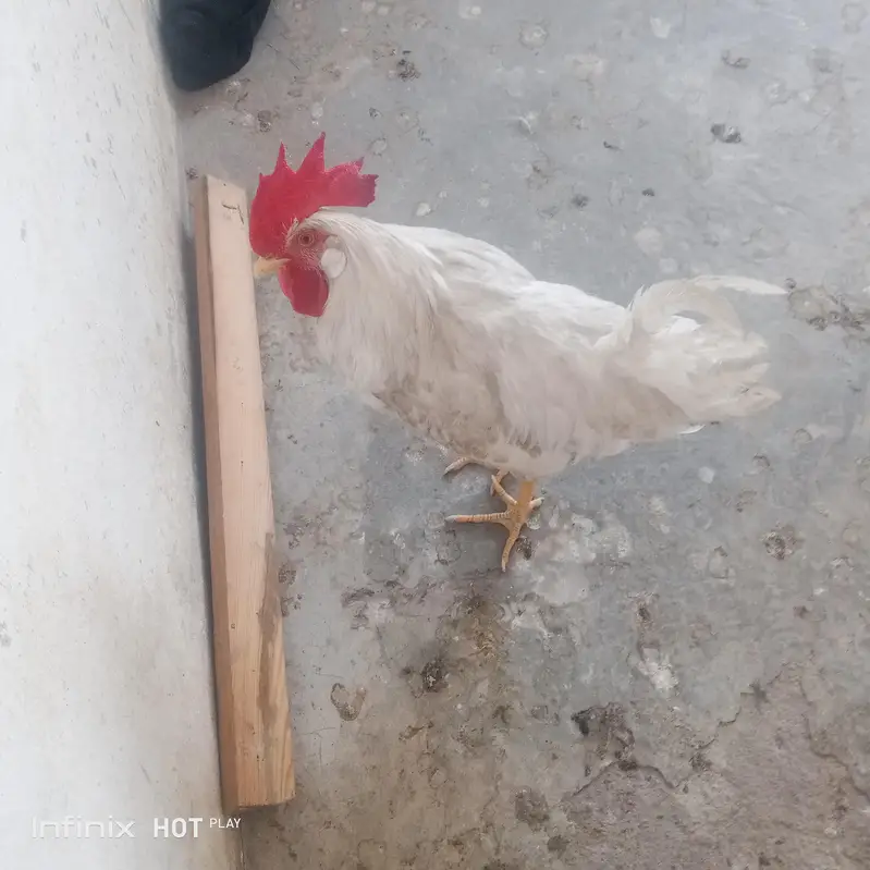 مرغ اور مرغی — photo 2