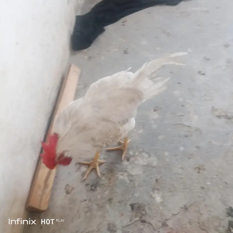 مرغ اور مرغی — photo 3