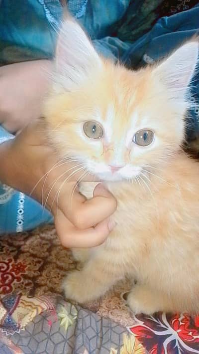 Persian cat mashallah bahut pyari hai 2 month age hai