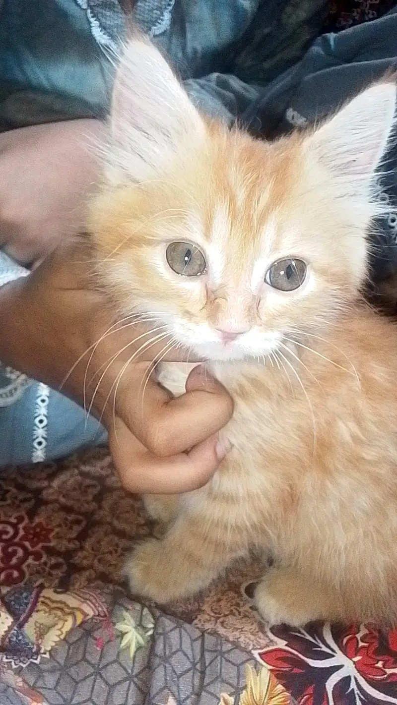 Persian cat mashallah bahut pyari hai 2 month age hai — photo 2