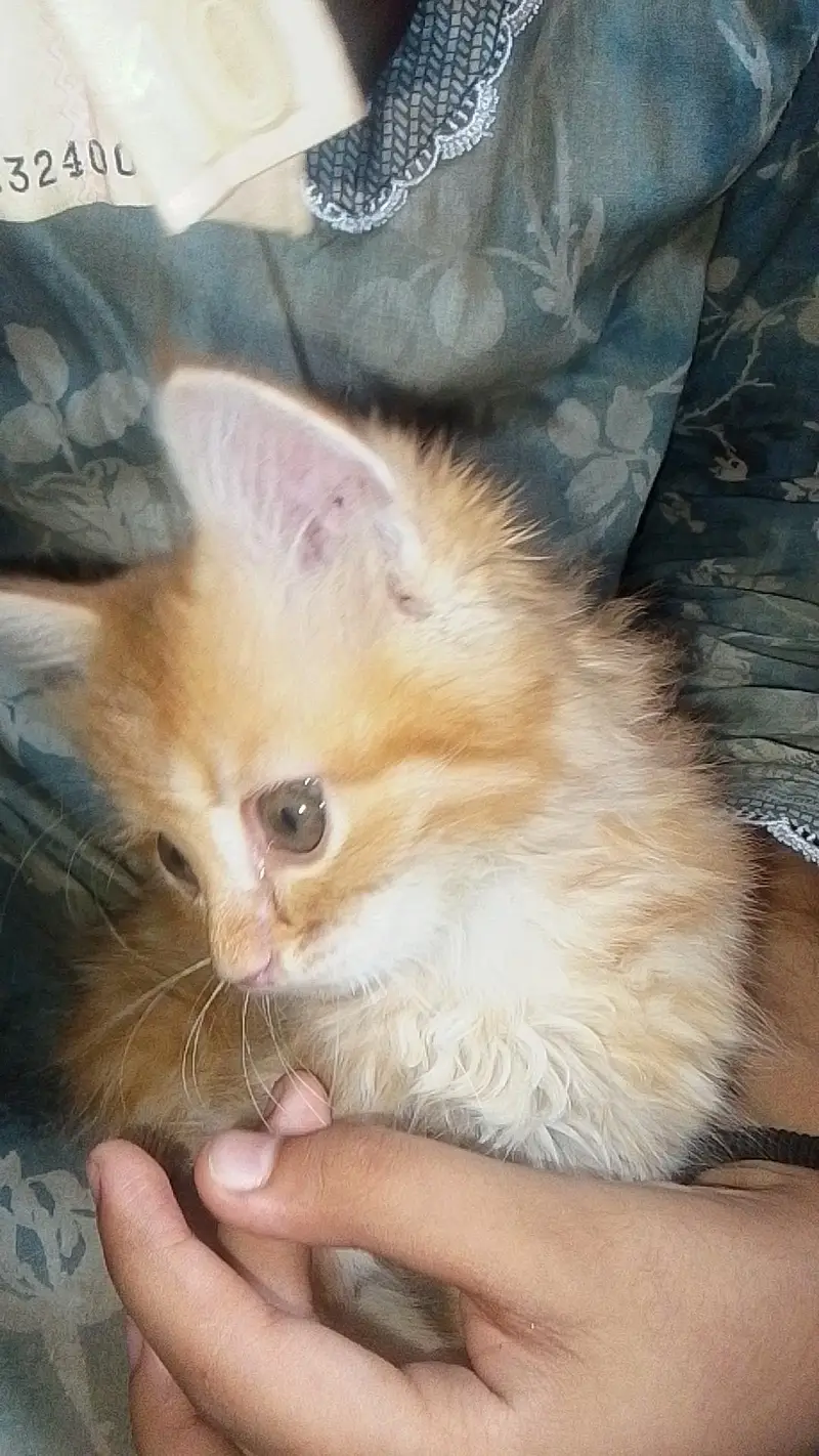 Persian cat mashallah bahut pyari hai 2 month age hai — photo 3
