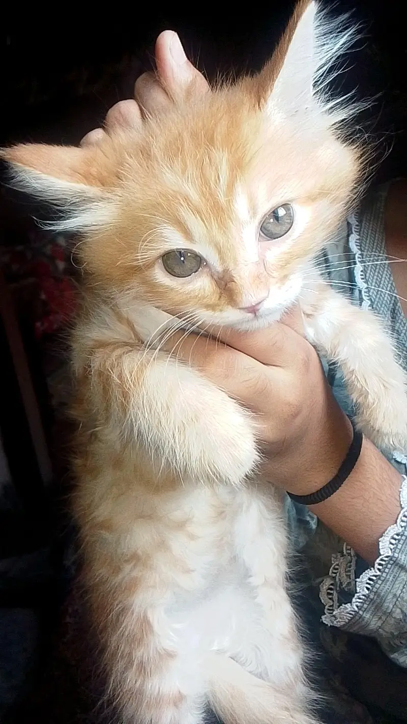 Persian cat mashallah bahut pyari hai 2 month age hai — photo 4