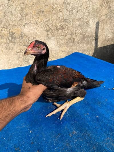2 male 2 females available