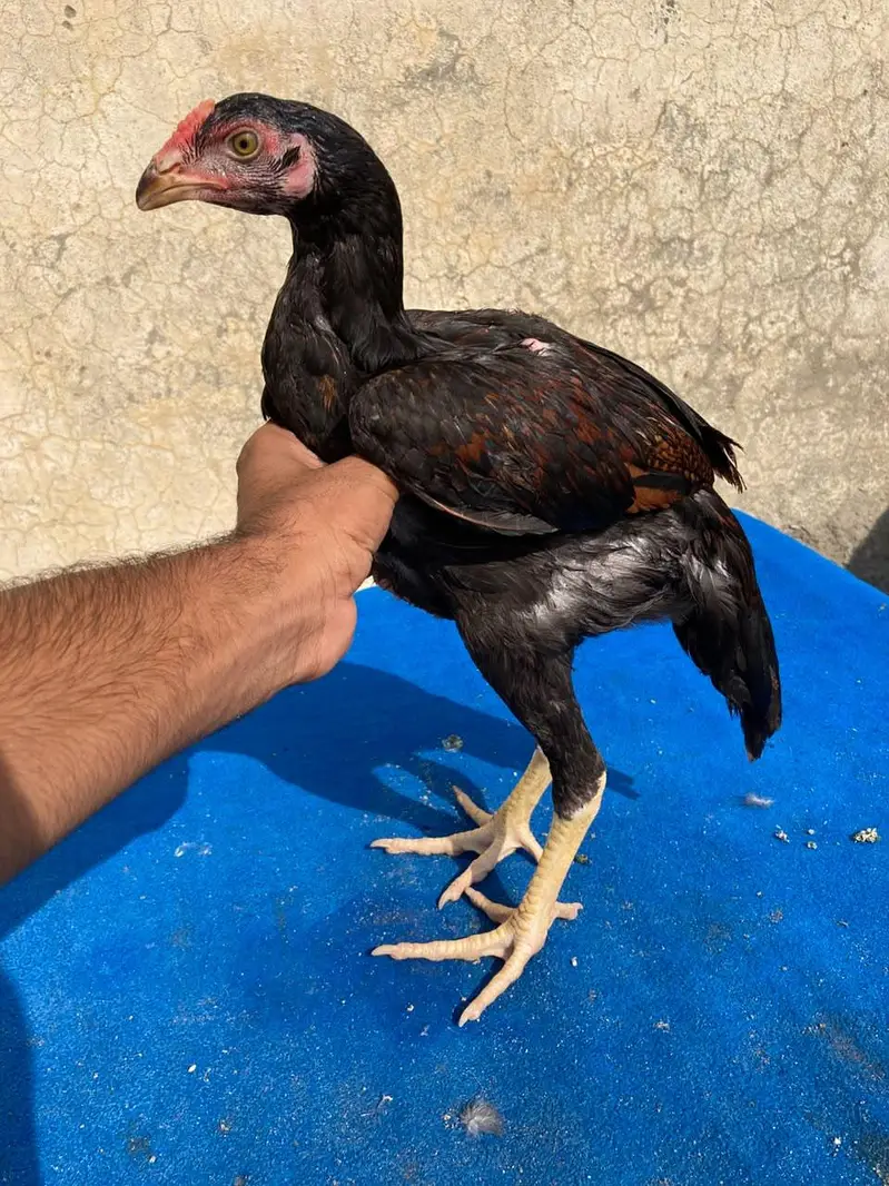 2 male 2 females available — photo 2