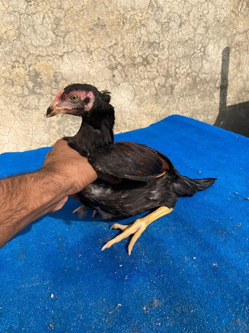 2 male 2 females available — photo 3