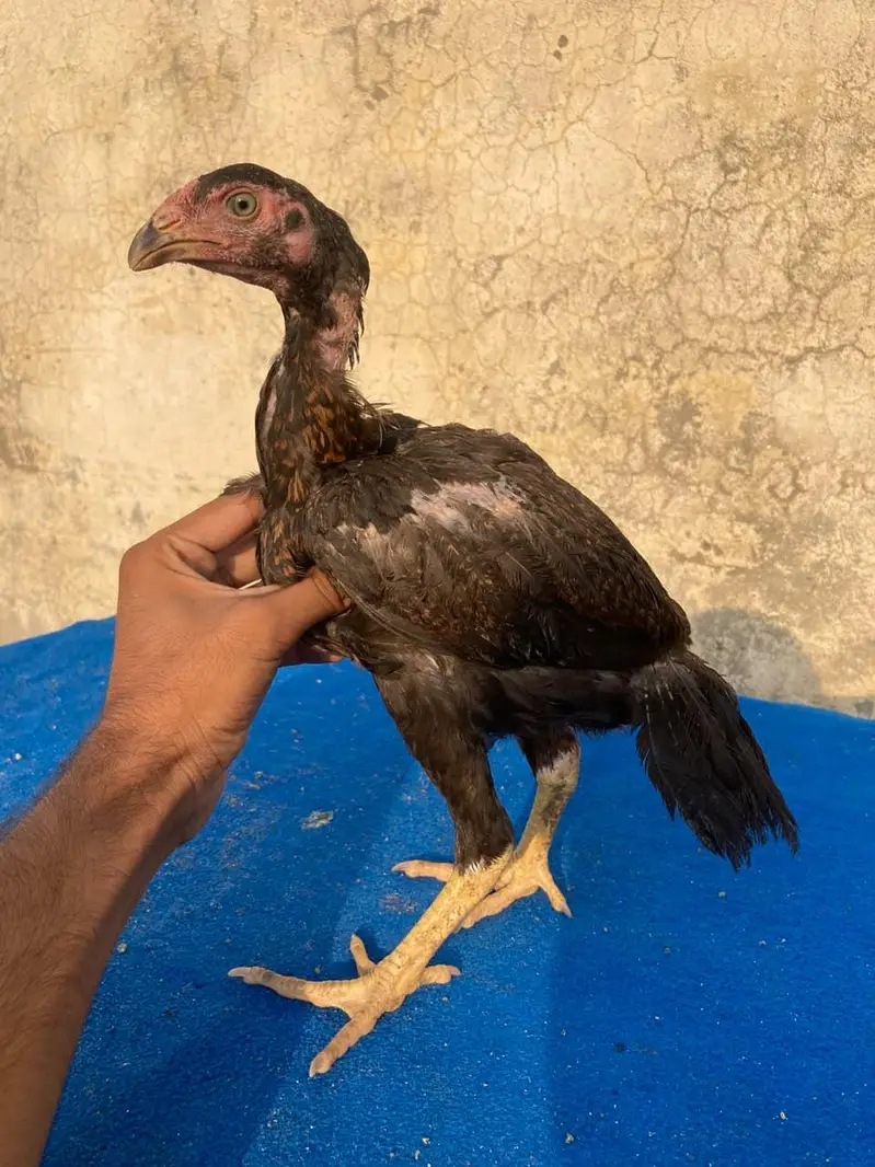 2 male 2 females available — photo 4