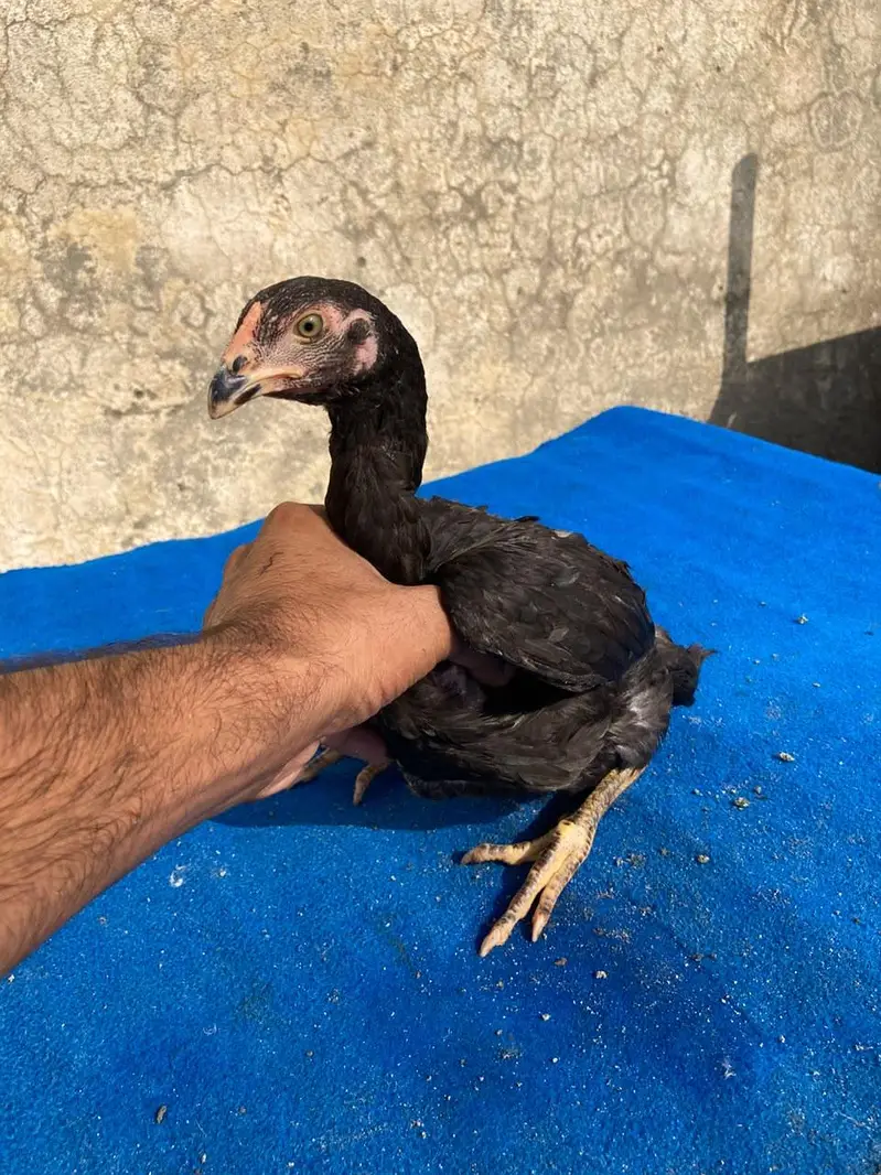 2 male 2 females available — photo 5