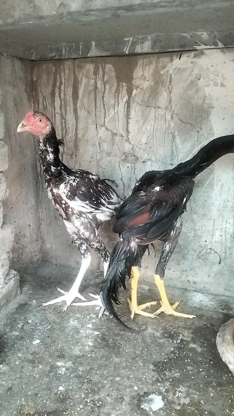 Aseel Male — photo 2