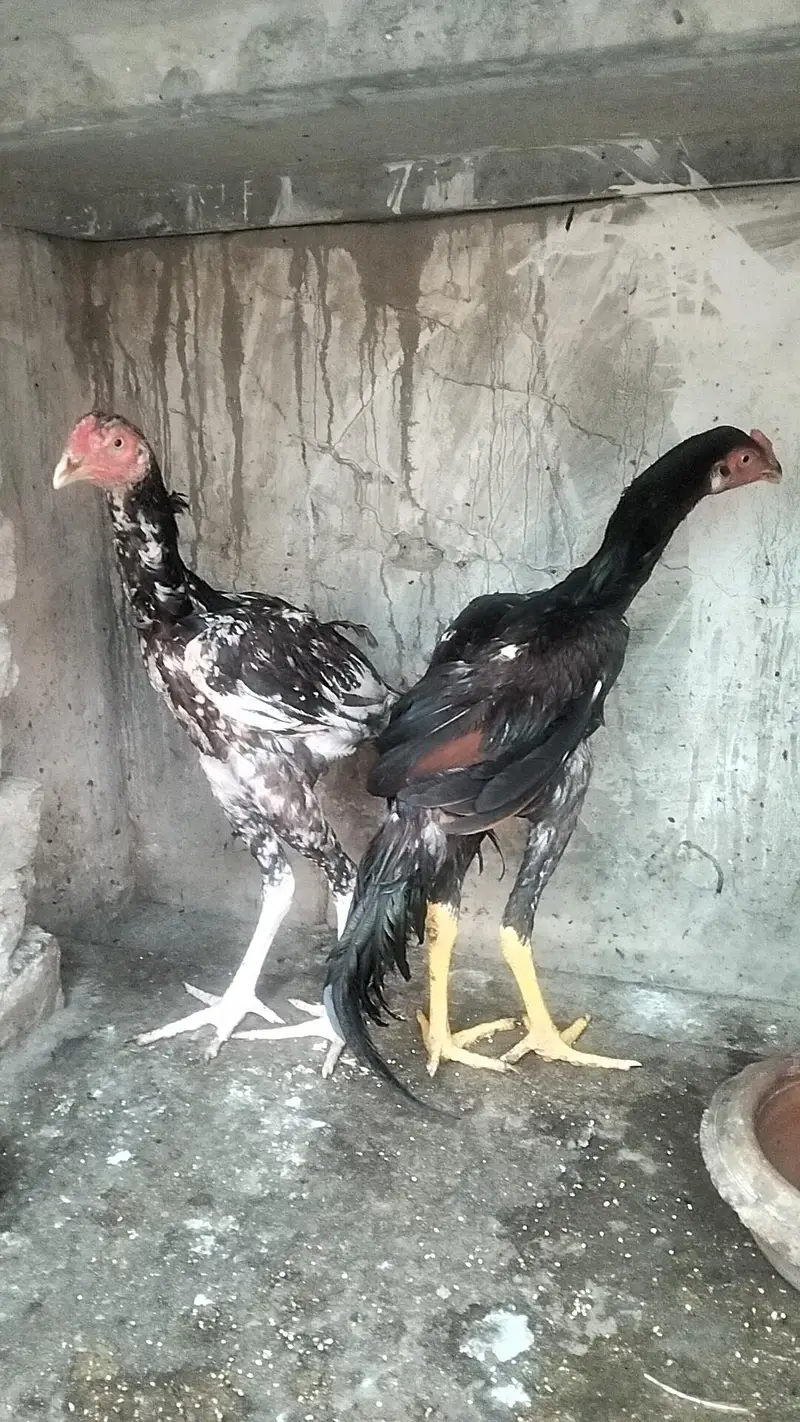Aseel Male — photo 3