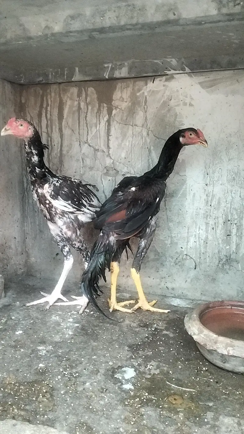 Aseel Male — photo 4