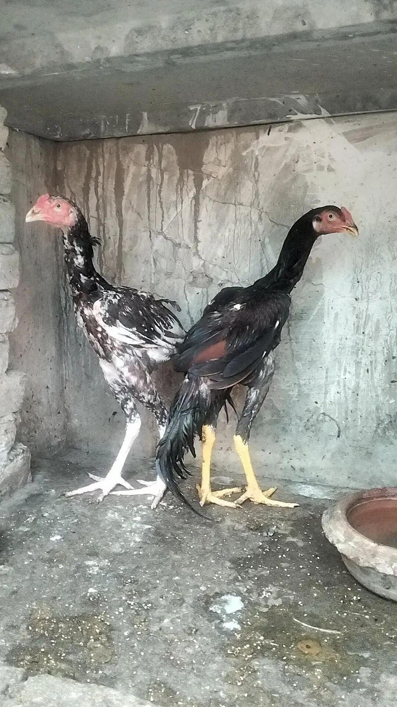 Aseel Male — photo 5