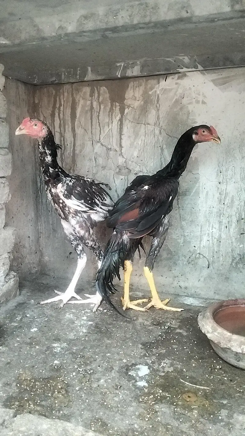 Aseel Male — photo 6