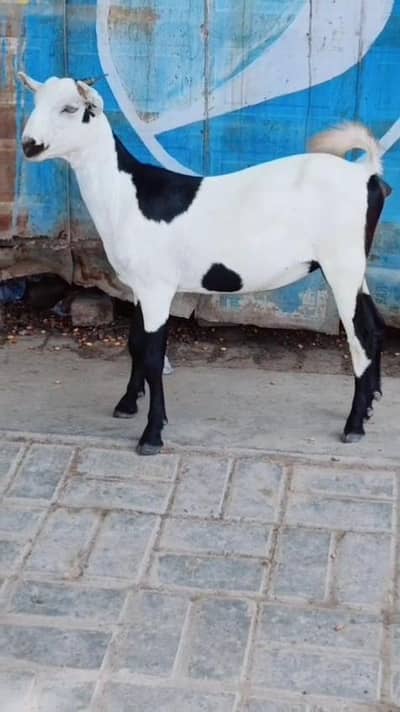 ٹیڈی بکری