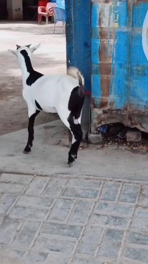 ٹیڈی بکری 1