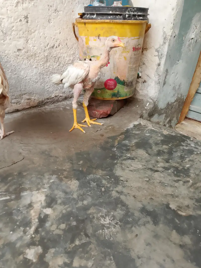 خالص اصیل ہیرا مرغ فروخت کے لیے – 4 ماہ عمر — photo 9