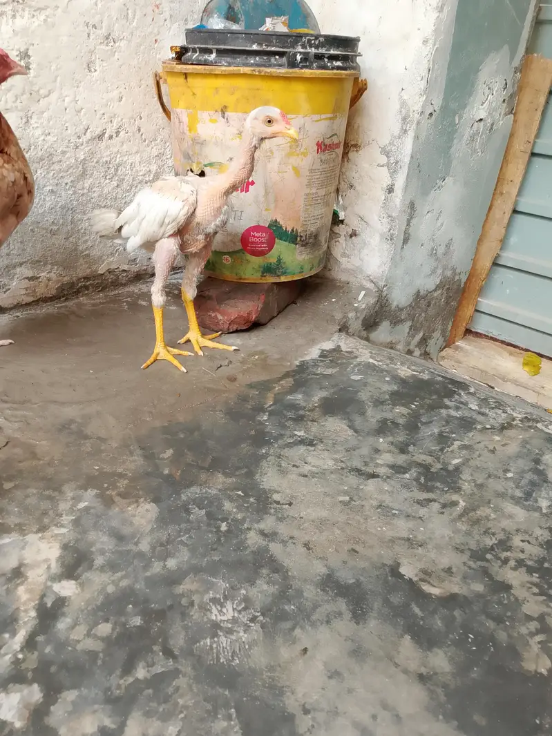 خالص اصیل ہیرا مرغ فروخت کے لیے – 4 ماہ عمر — photo 10