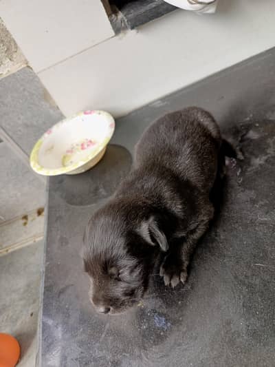 Labrador