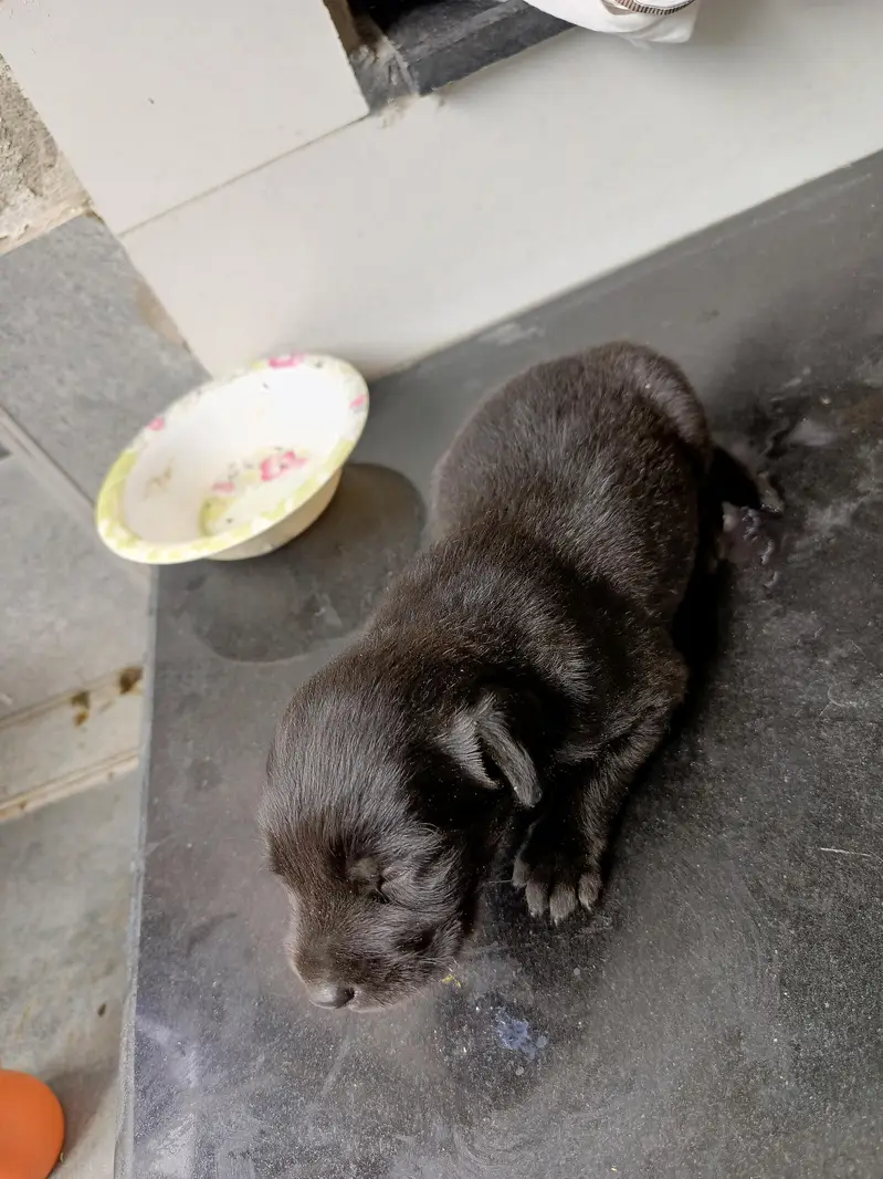 Labrador