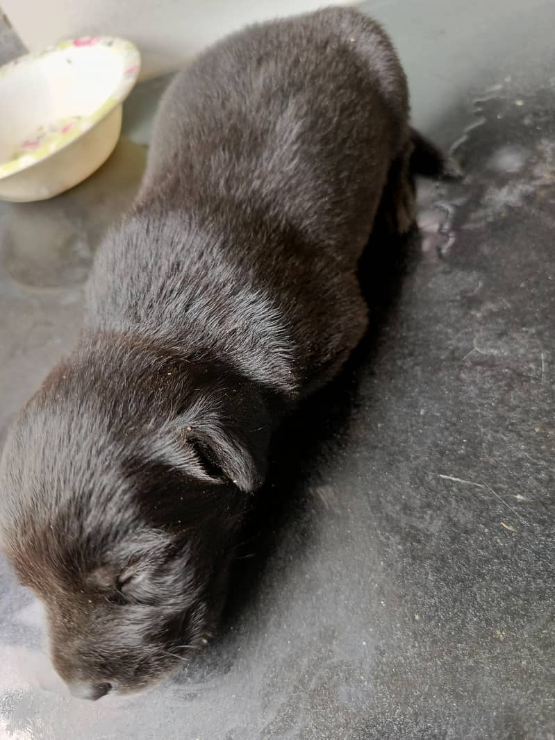 Labrador 1