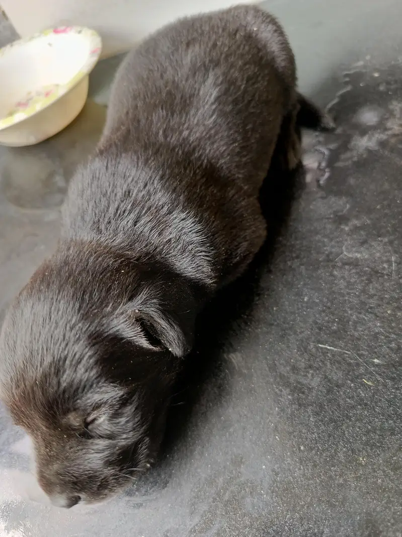 Labrador — photo 2