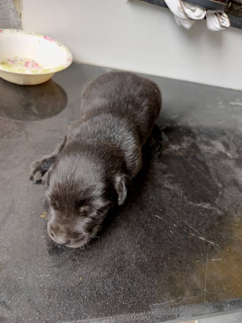 Labrador 2