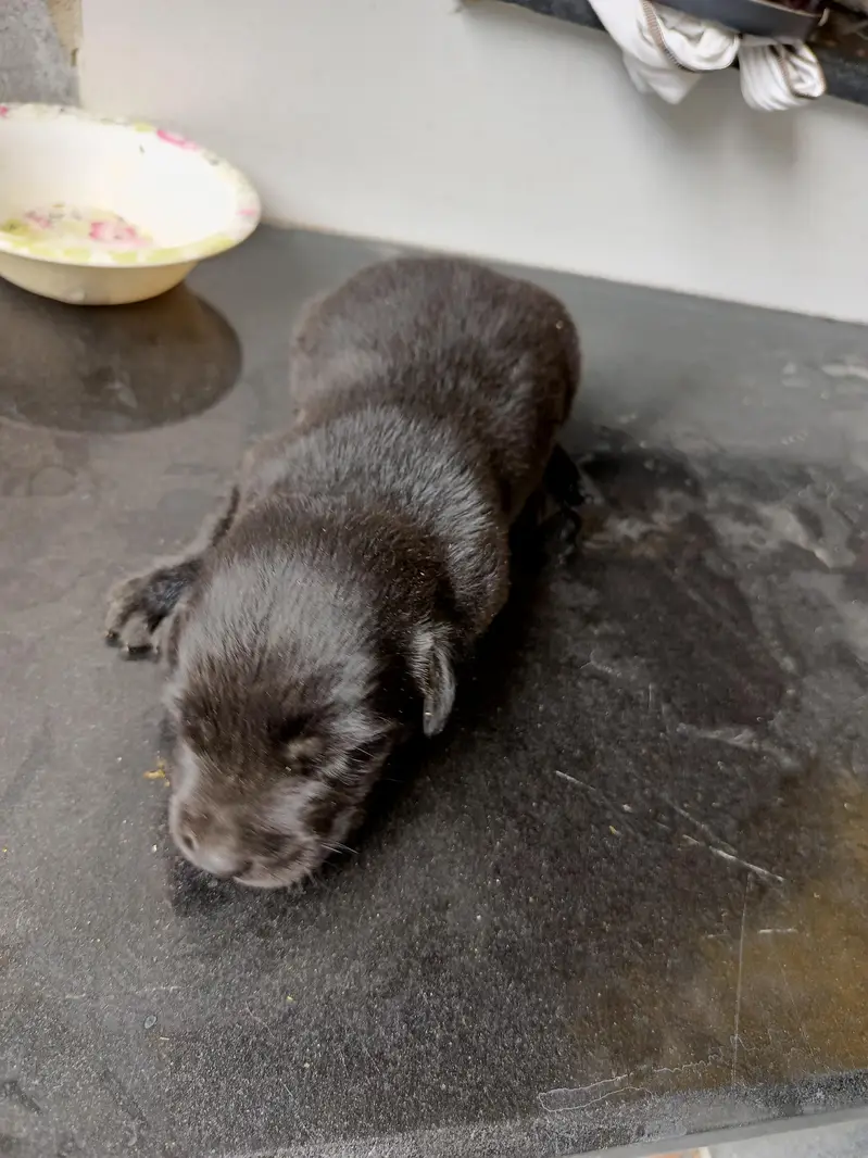 Labrador — photo 3