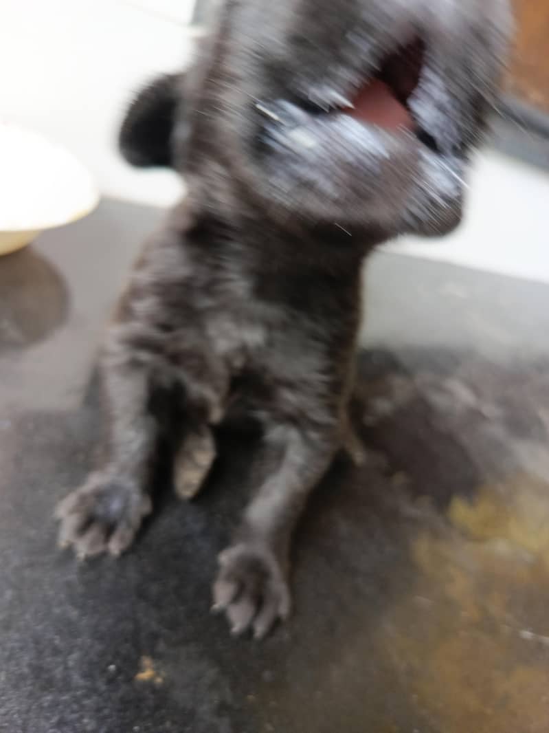 Labrador 3