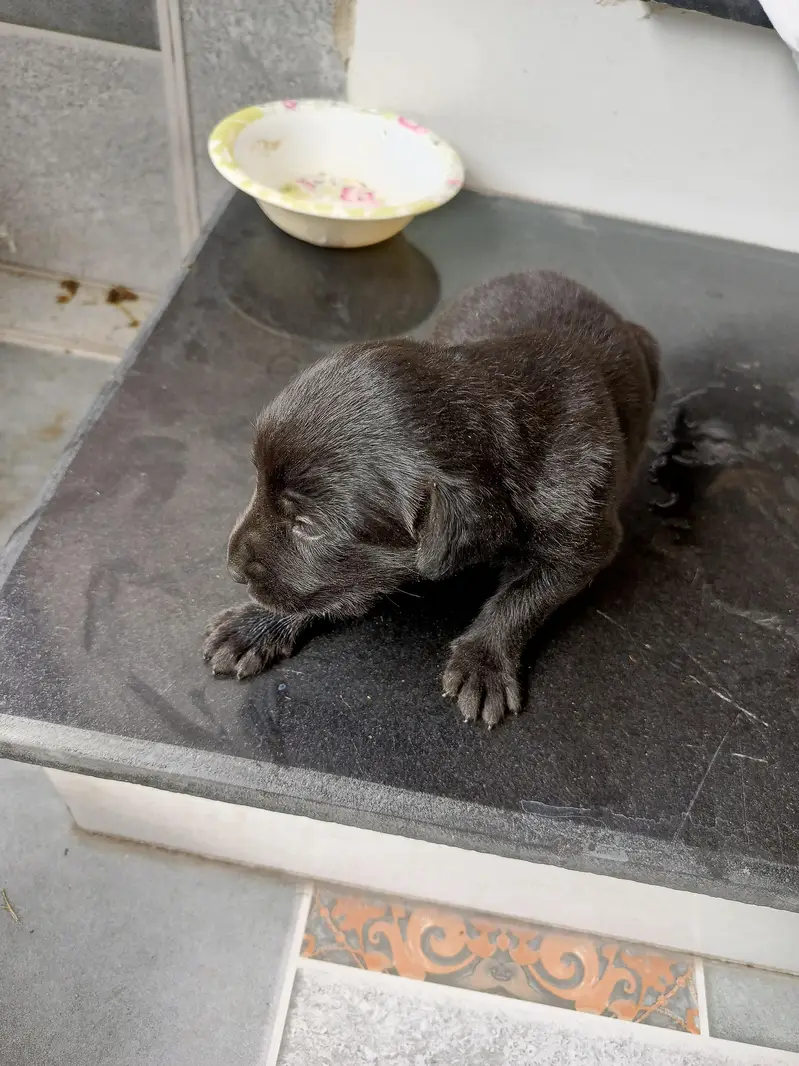 Labrador — photo 5