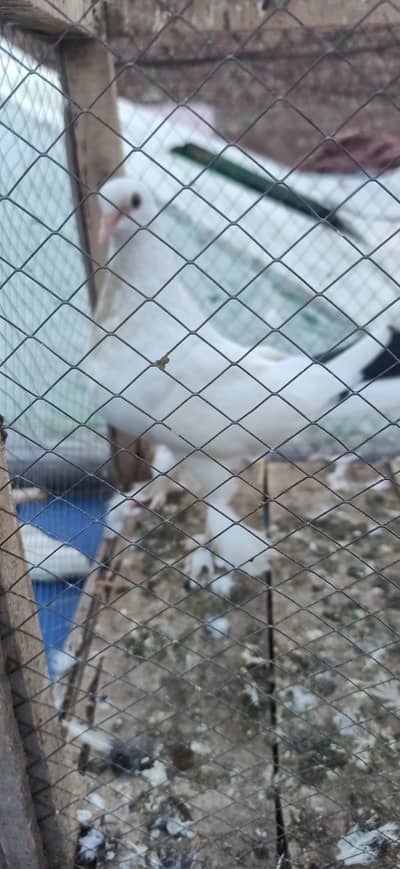 fancy pigeon pair