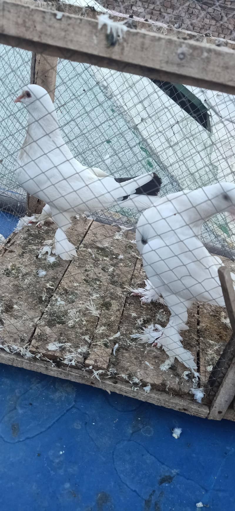 fancy pigeon pair 1