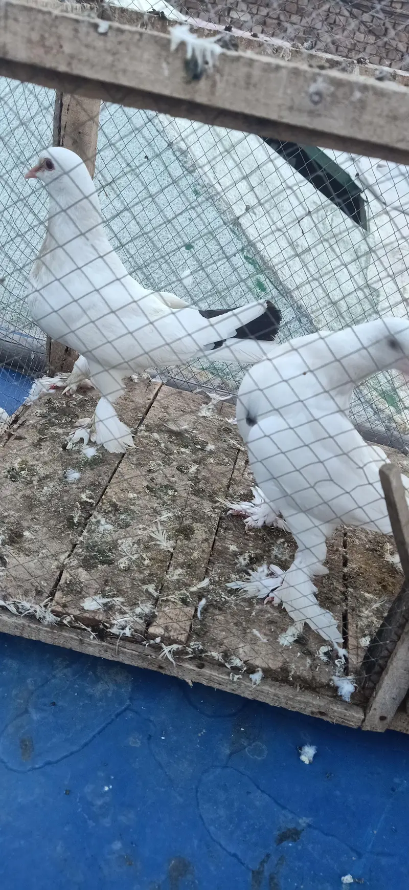 fancy pigeon pair — photo 2