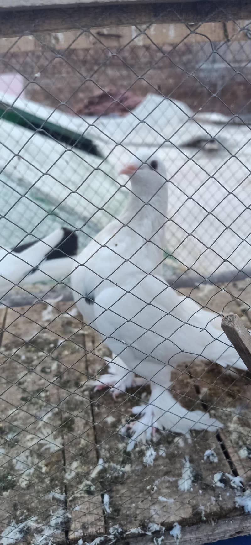 fancy pigeon pair 2