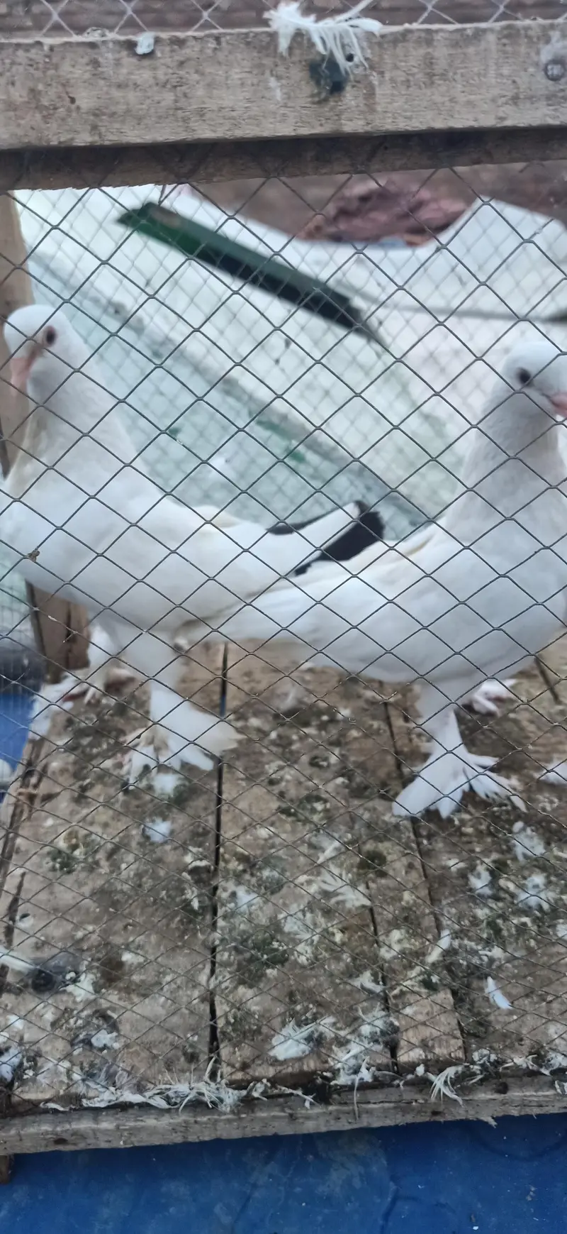 fancy pigeon pair — photo 4