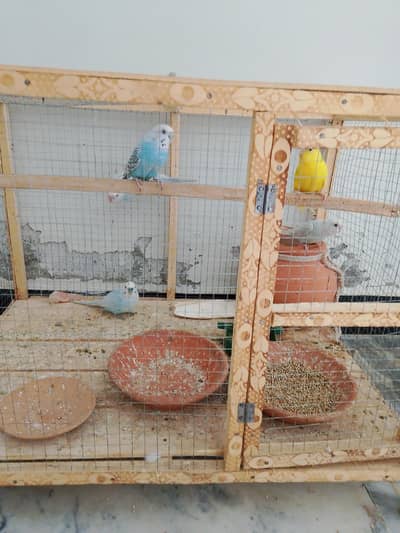 Baudgie with cage for sale