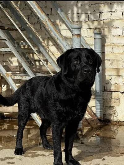 so beautiful black labra male healthy and active