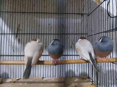 fawn java and gray java