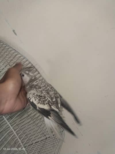 Proper Hand Tame Pearl Cockatiel Baby – Healthy & Friendly