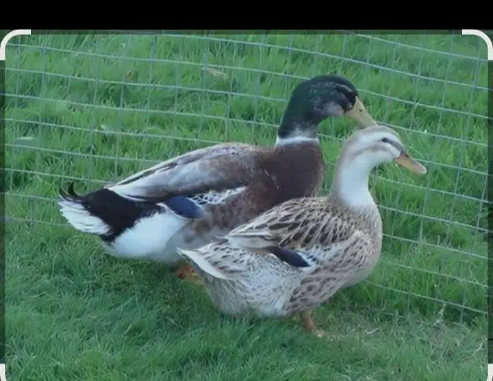 Ducks For Sale. . pair — photo 2