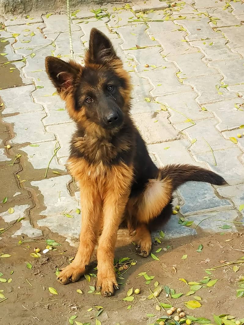 female 0