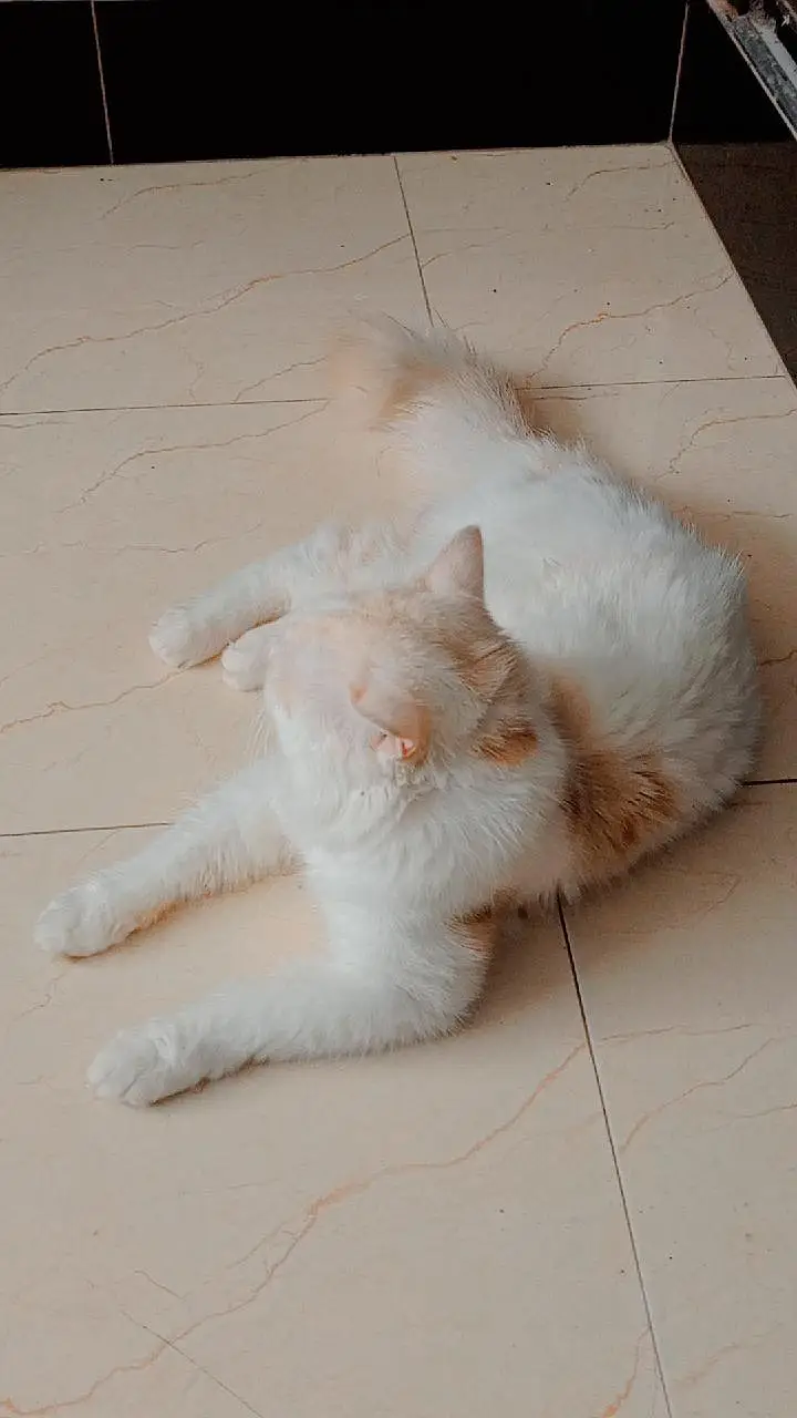 Cat 2saal ki — photo 2