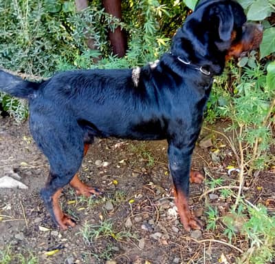 rott male for sale exchange