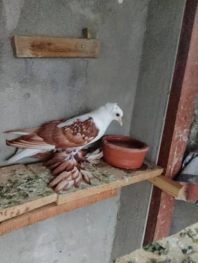 red swallow A+ quality pair wts03259790938