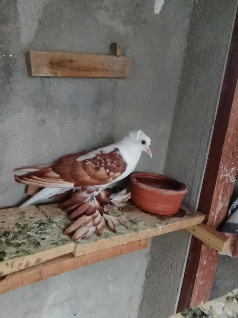 red swallow A+ quality pair wts03259790938 — photo 2