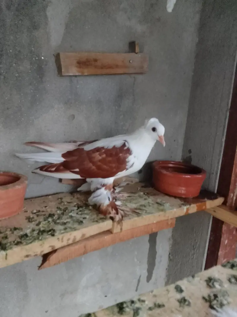 red swallow A+ quality pair wts03259790938 — photo 3