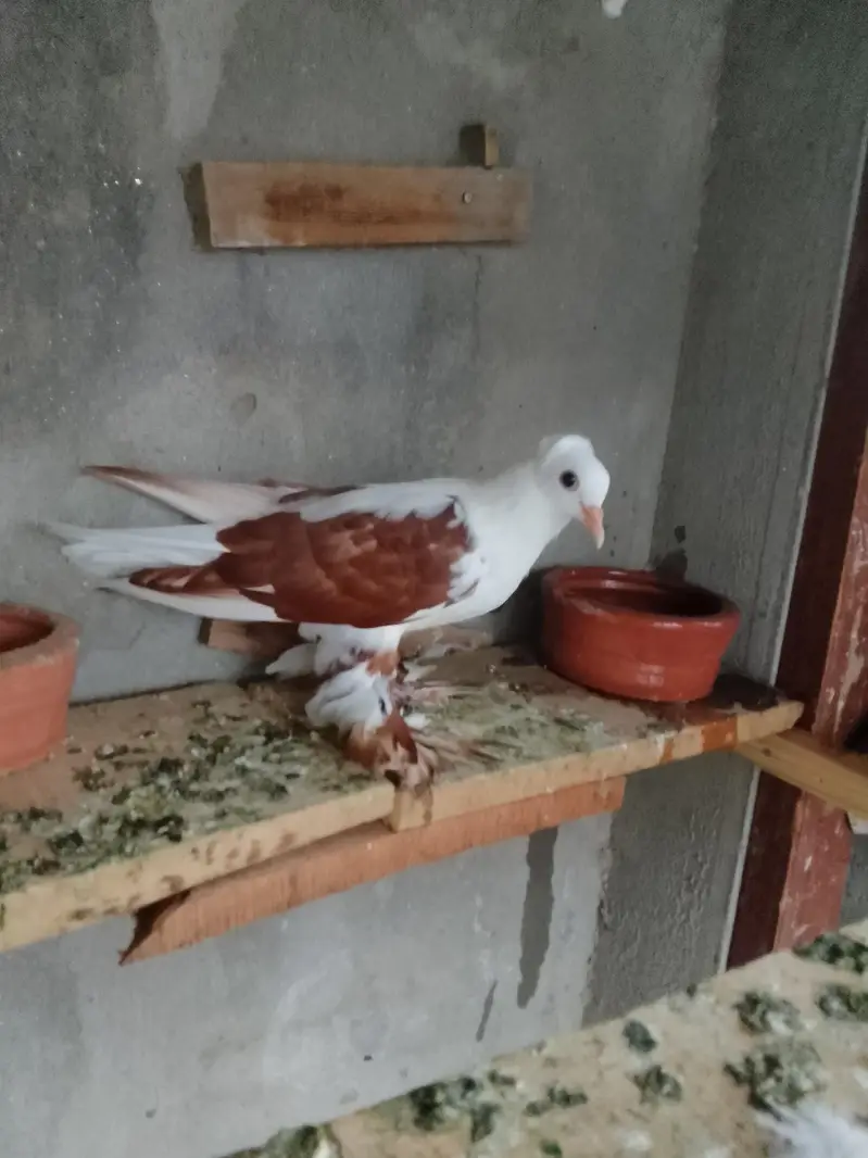 red swallow A+ quality pair wts03259790938 — photo 4