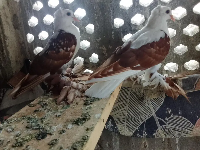 red swallow A+ quality pair wts03259790938 — photo 5