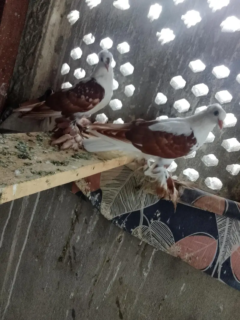 red swallow A+ quality pair wts03259790938 — photo 6