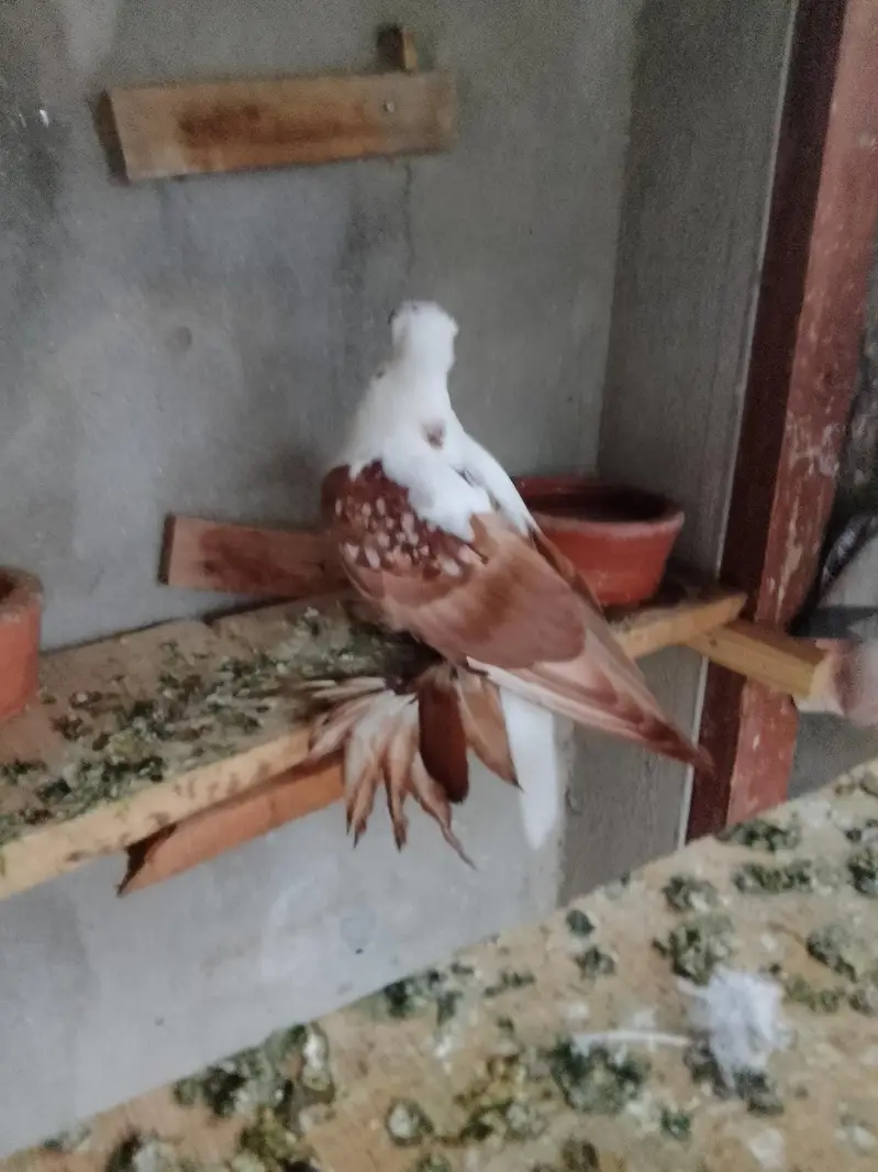red swallow A+ quality pair wts03259790938 — photo 7
