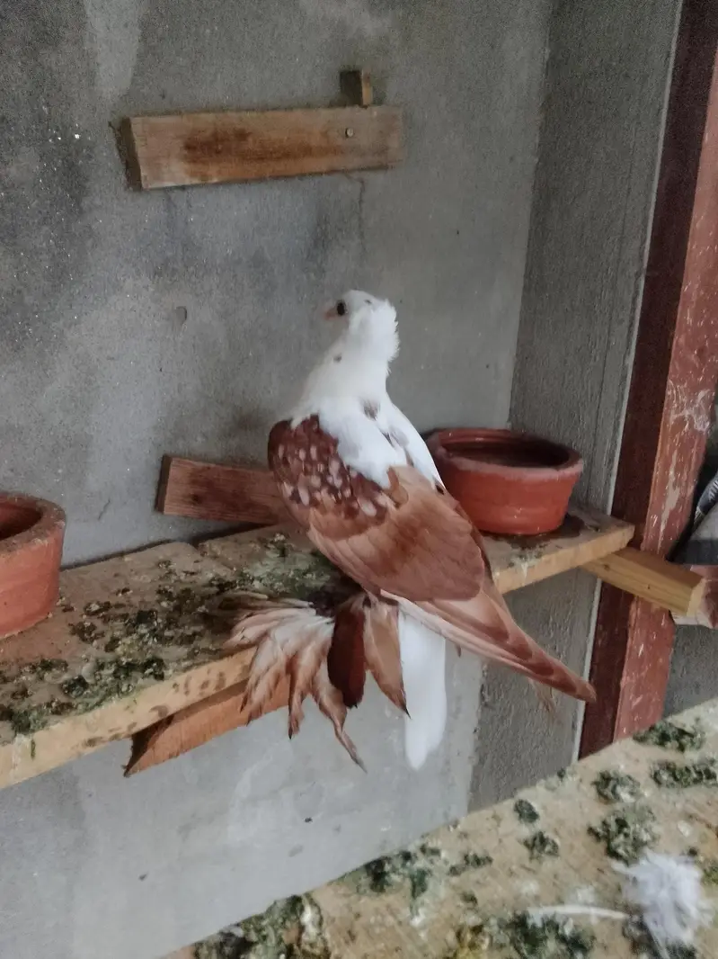 red swallow A+ quality pair wts03259790938 — photo 8